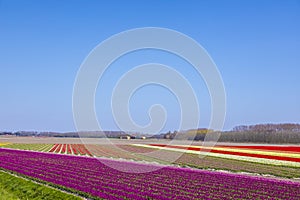 Blooming colorful Dutch pink purple tulip flower field under a blue sky