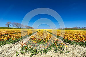 Blooming colorful Dutch yellow red tulips flower field under a blue sky