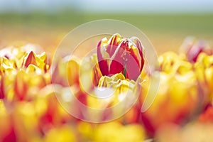 Blooming colorful Dutch yellow red tulips flower field under a blue sky