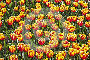 Blooming colorful Dutch yellow red tulips flower field under a blue sky