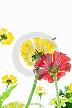 Blooming colorful flowers and honey bee collecting pollen on yellow flowers