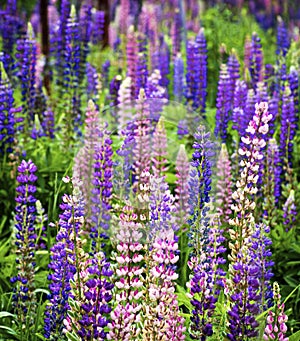 Blooming Colorful Lupines