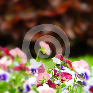 Blooming colorful Pansy flower in the garden