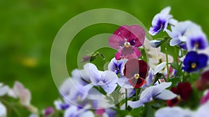 Blooming colorful Pansy flower in the garden