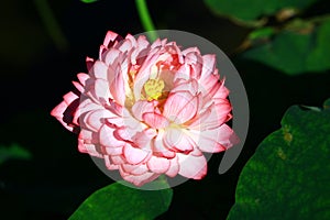 Blooming colorful Peony Lotus flower