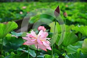 Blooming colorful Peony Lotus flowers