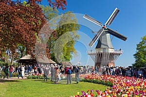 Blooming colorful tulips flowerbed in public flower garden Keukenhof with windmill. Popular tourist site. Lisse, Holland, Netherla