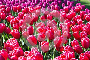 Blooming colorful tulips flowerbed in public flower garden. Popular tourist site. Lisse, Holland, Netherlands. Selective focus. Na