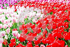 Blooming colorful tulips flowerbed in public flower garden. Popular tourist site. Lisse, Holland, Netherlands. Selective focus. Na