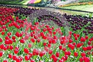 Blooming colorful tulips flowerbed in public flower garden. Popular tourist site. Lisse, Holland, Netherlands. Selective focus. Na