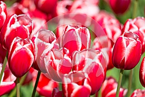 Blooming colorful tulips flowerbed in public flower garden. Popular tourist site. Lisse, Holland, Netherlands. Selective focus. Na