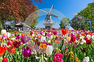 Blooming colorful tulips flowerbed in public flower garden with windmill. Popular tourist site. Lisse, Holland, Netherlands.