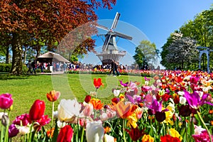 Blooming colorful tulips flowerbed in public flower garden with windmill. Popular tourist site. Lisse, Holland, Netherlands photo