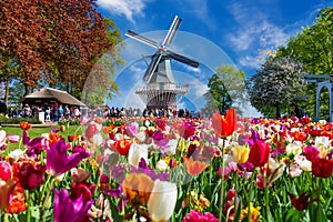 Blooming colorful tulips flowerbed in public flower garden with windmill. Popular tourist site. Lisse, Holland, Netherlands