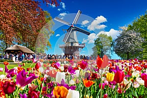 Blooming colorful tulips flowerbed in public flower garden with windmill. Popular tourist site. Lisse, Holland, Netherlands