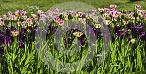 Blooming colorful tulips in a garden spring time in Poland.