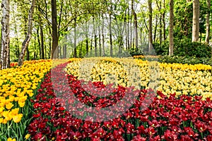 Blooming colourful tulips in the flower garden park in Keukenhof, Lisse, South Holland, Netherlands.