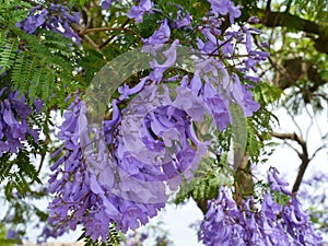 Blooming colours of the Jacaranda tree
