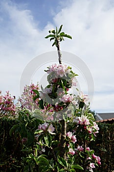 Blooming columnar apple tree, Malus Ballerina \'Waltz\', in spring. Berlin, Germany