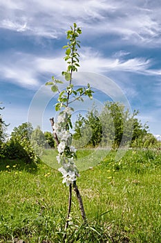 Blooming columnar shape Apple tree in the middle of meadows