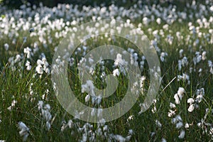 Blooming common cottongrass Eriophorum angustifolium in wet meadow