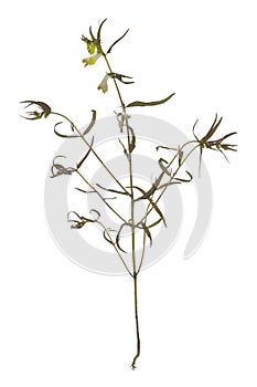 Blooming common cow-wheat, Melampyrum pratense plant isolated on white background