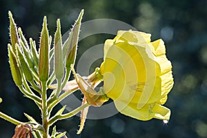 Blooming common evening primrose Oenothera biennis