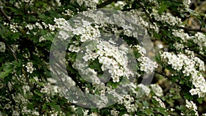 Blooming common hawthorn with beautiful white flowers on a springtime tree branch.