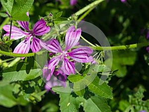 Blooming Common or high mallow, Malva sylvestris, flower in grass close-up, selective focus, shallow DOF photo