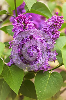 Blooming common lilac (Syringa vulgaris) in spring garden.