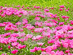 the blooming Common peony
