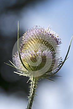 Blooming common teasel