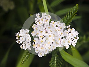 Blooming Common Yarrow, Achillea millefolium, flower cluster with dark bokeh background macro, selective focus