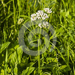 Blooming Common Yarrow, Achillea millefolium, flower cluster and leaves on stem with bokeh background macro