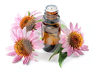 Blooming coneflower heads and bottle of echinacea purple coneflower oil isolated on white background close-up