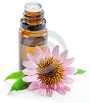 Blooming coneflower heads and bottle of echinacea purple coneflower oil isolated on white background close-up