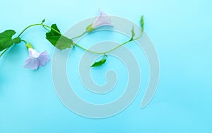 Blooming convolvulus on light blue background