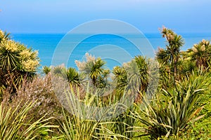Blooming Cordyline australis trees cabbage tree, cabbage-palm on a background of the Black sea in Batumi botanical garden