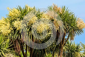 Blooming Cordyline australis trees cabbage tree, cabbage-palm in park