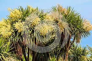 Blooming Cordyline australis trees cabbage tree, cabbage-palm in park photo