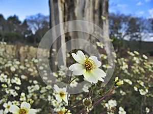 Blooming Coreopsis flowers