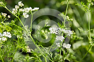 Blooming Coriander Chinese parsley or Coriandrum sativum, Cilantro, Coriander