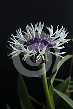 Corn flower bachelor buttons