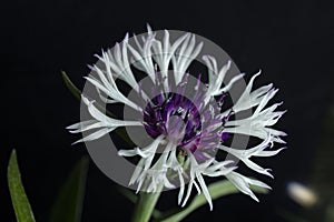 Corn flower bachelor buttons