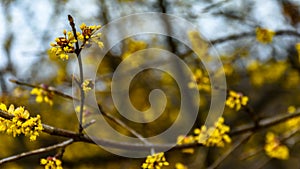 Blooming corneal-tree macro photo