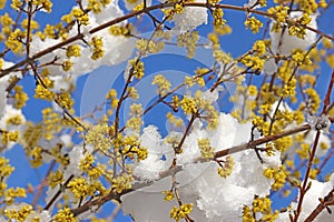 Blooming cornelian cherry branches with snow