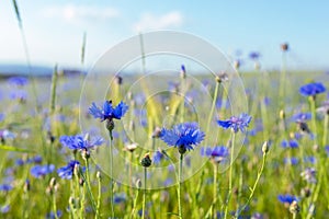 Blooming Cornflowers, Centaurea Cyanus