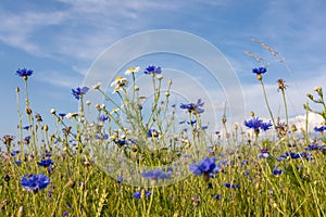 Blooming Cornflowers, Centaurea Cyanus