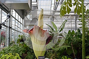 Blooming Corpse Flower in a Greenhouse