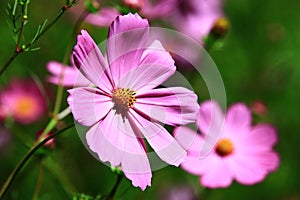 Blooming Cosmos bipinnatusGarden cosmos,Mexican aster flowers photo